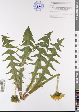 LE 01202602