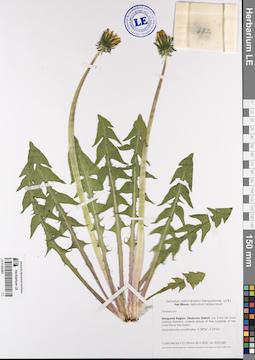 LE 01202983