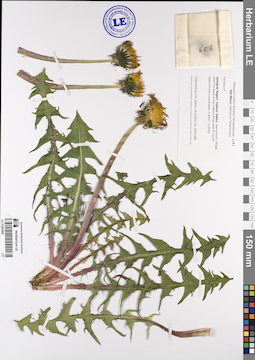 LE 01203062