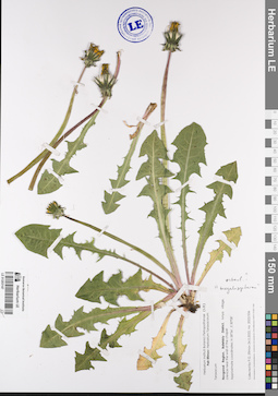 LE 01203147