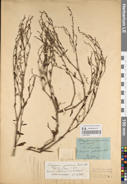 LE 01219241