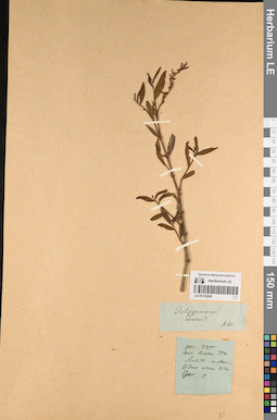 LE 01219242