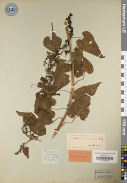 LE 01042925