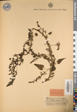 LE 01042926
