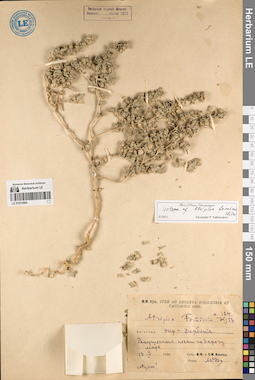 LE 01072964