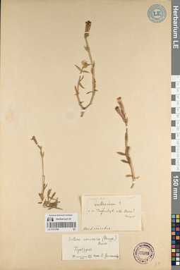 LE 01071896