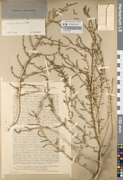LE 01219293