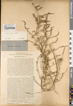 LE 01219294