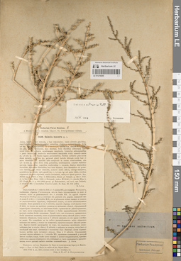 LE 01219295