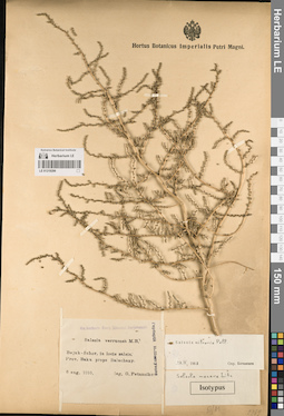 LE 01219296