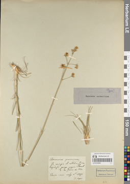LE 01219335
