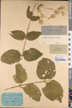 LE 01219729
