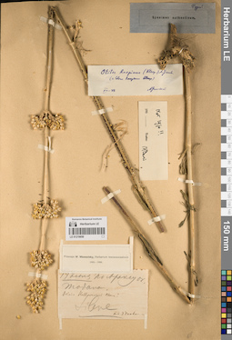 LE 01219650