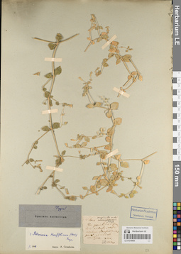 LE 01219655