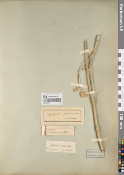 LE 01220871