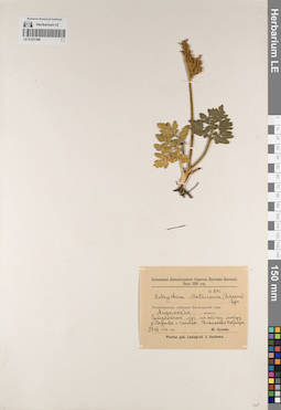 LE 01221398