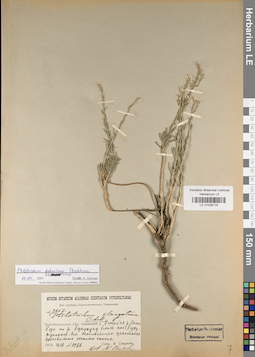 LE 01038716