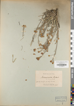 LE 01038718