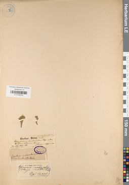 LE 01038762