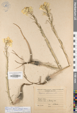 LE 01038768