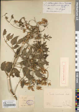 LE 01219831
