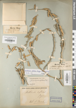 LE 01038783