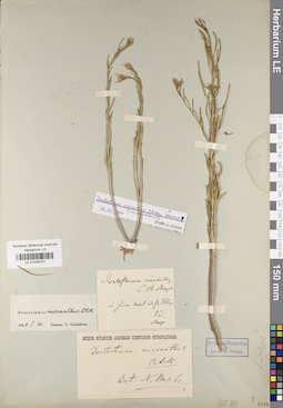 LE 01038791