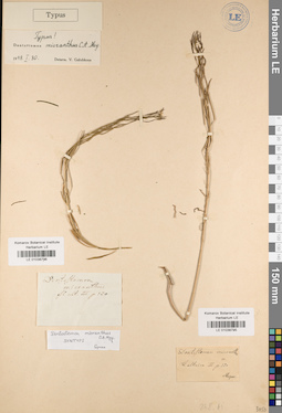 LE 01038796