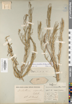 LE 01038797