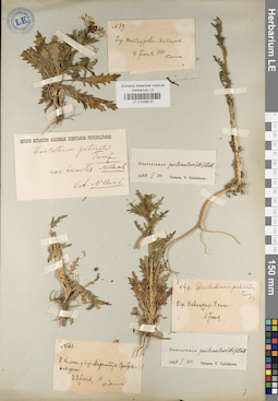 LE 01038818