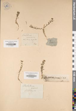 LE 01038828