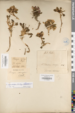 LE 01038831
