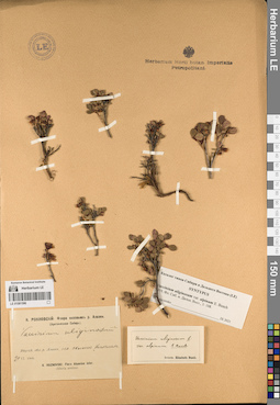 LE 01081596