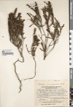 LE 01081604