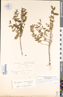 LE 01081069