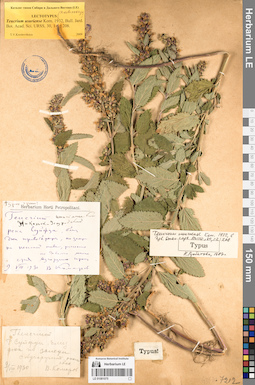 LE 01081075