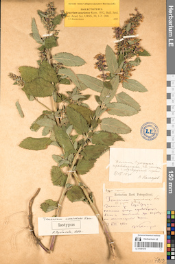 LE 01081079