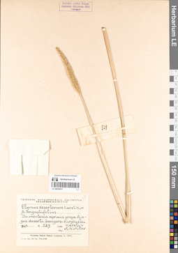LE 00054031