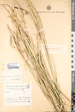 LE 00054035