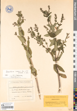 LE 01081089