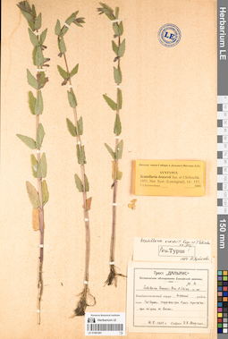 LE 01081091