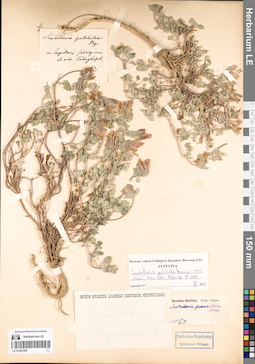 LE 01081095