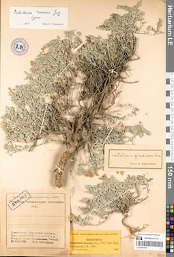 LE 01081100
