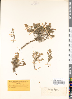 LE 01081126