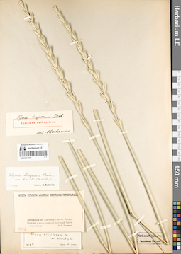 LE 00054068
