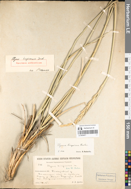 LE 00054071