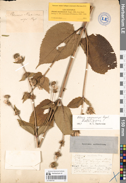 LE 01081163