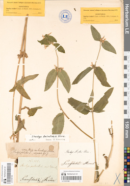 LE 01081183