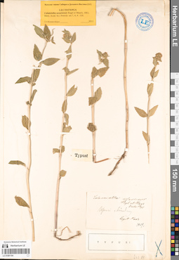 LE 01081184