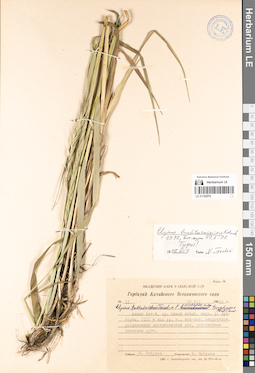 LE 01152576